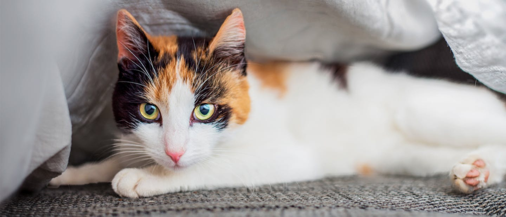 стрес у кота