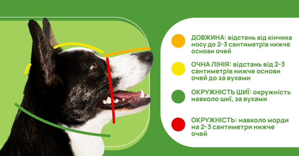 Як правильно міряти намордник для собаки